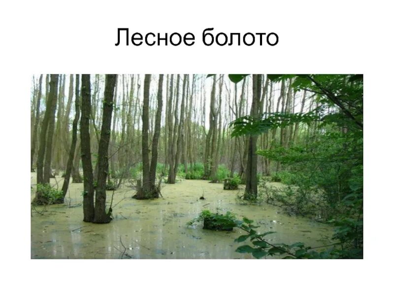 Лесное болото. («Лесное болото»),Рейсдала .. Трясина и болото отличия. Топь и болото разница.