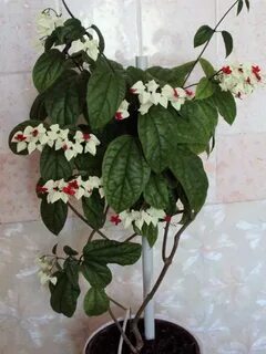 Клеродендрум приметы