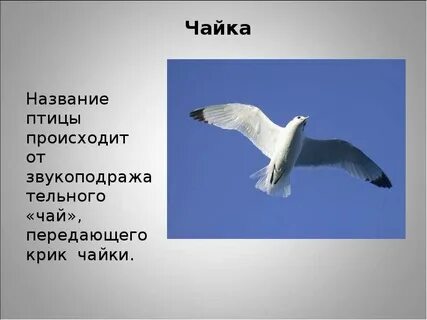 Чайка перевод с греческого