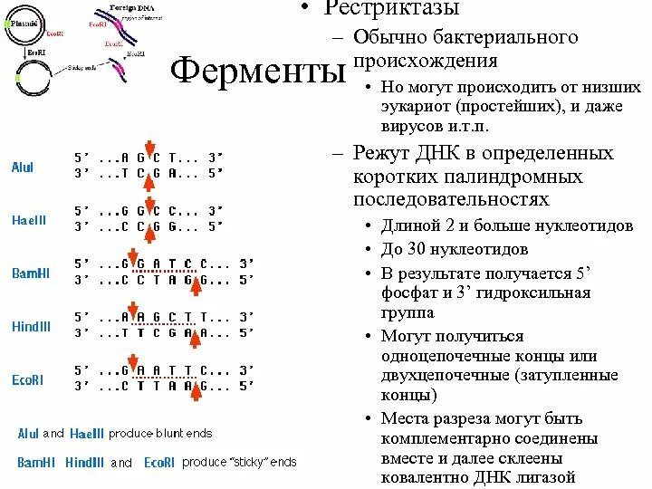 Система рестрикции модификации бактерий. Рестриктазы 1 типа схема. рестрикционные эндонуклеазы (рестриктазы). эндонуклеазы рестрикции 1 типа. рестрикция днк схема.