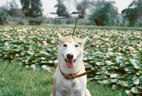 Happy собака