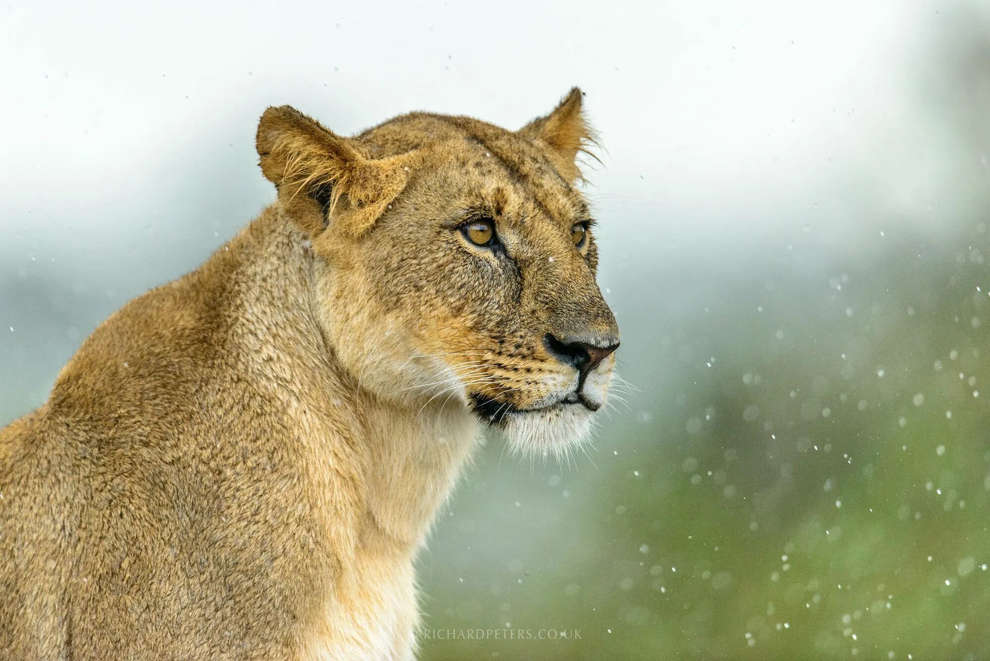 Lioness. Ksy_lioness. Lioness Grime. Lioness.dasharadchenko. Lioness in the rain