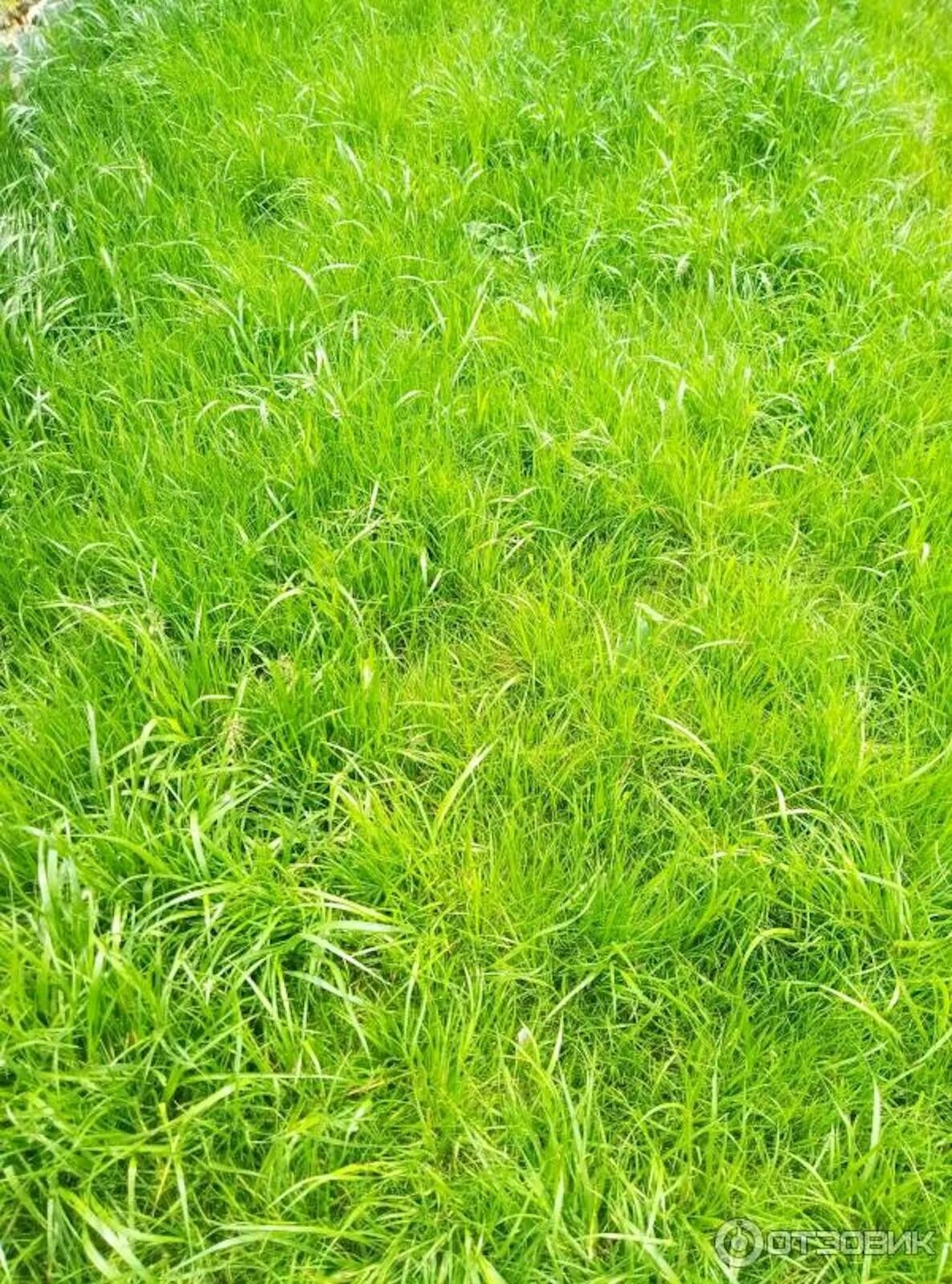 Как выглядят газонные травы фото https:///lifestyle/5170596/gardening-pro-super-green-lawn-cheap-k
