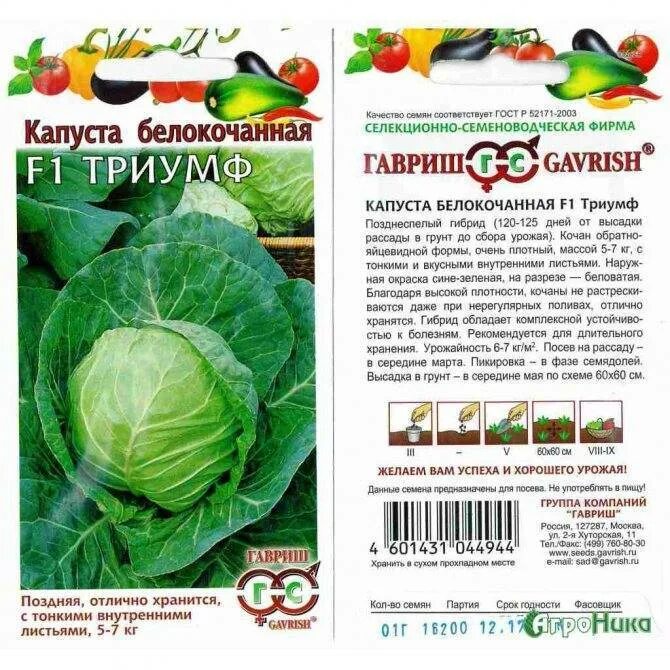 Орион сорт капусты. Капуста орион f1. капуста снегурочка описание сорта. партнер капуста бк триумф f1. поздние сорта капусты для длительного хранения белокочанной капусты.