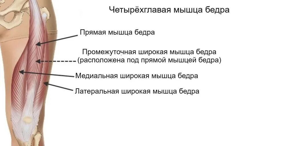 Головки четырехглавой мышцы бедра. Функции четырехглавой мышцы бедра функции. Промежуточная широкая мышца бедра. Прямая мышца бедра крепление.