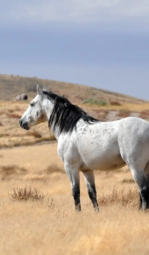 Конь с черной гривой. Лошадь породы Пинто. Белая лошадь с черной гривой Андалузская. Черный конь с белой гривой. Лошадь с черной гривой.