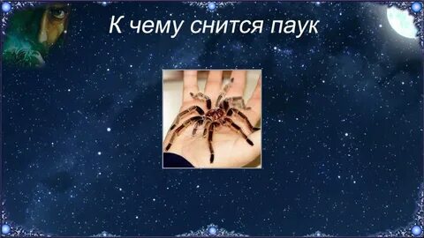 Сон пауки к чему снится