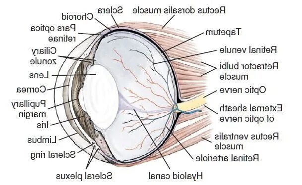 Limbus 3