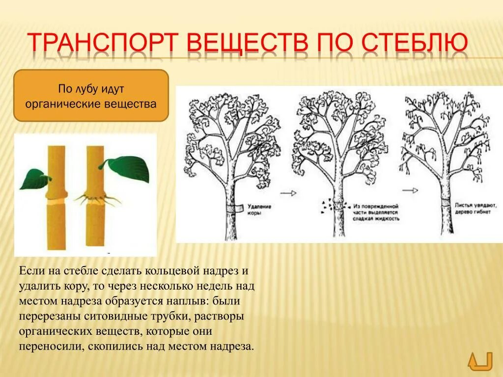 Передвижение по стеблю органических веществ. Транспорт по веществ по стеблю. Опыт передвижение органических веществ по стеблю. Перемещение органических веществ по растению. Сделайте кольцевой надрез