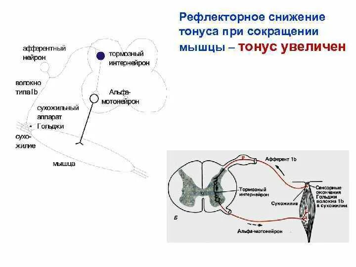 Схема дуги миотатического рефлекса. Схема рефлекторной дуги регуляция мышечного тонуса. Схема рефлекторного сокращения мышц. Рефлекторная дуга рефлекса растяжения.