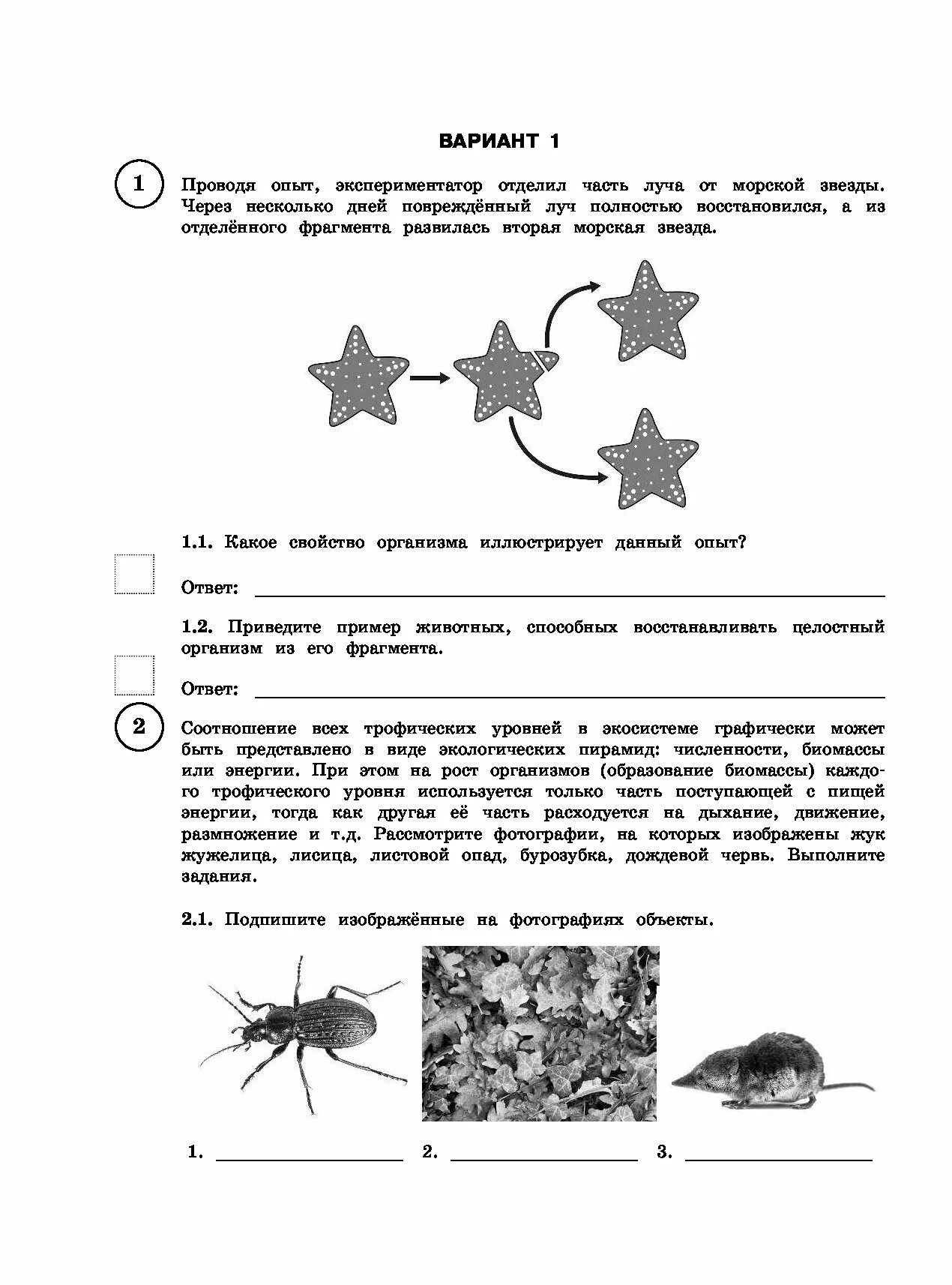 ВПР биология 11 класс. ВПР биология 11 класс вариант. Впр по биологии вариант 13