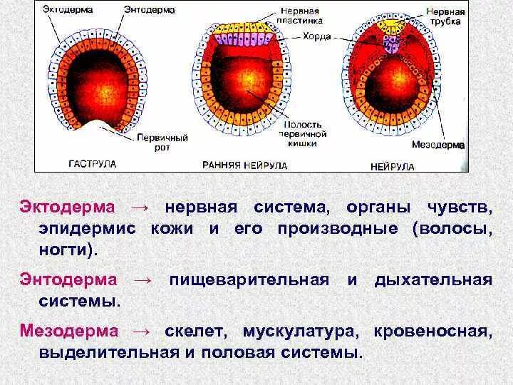 Мезодерма какая система. Эктодерма мезодерма энтодерма таблица. Таблица энтодермы, мезодермы, энтодермы. Формирование энтодермы эктодермы и мезодермы. Гаструла эктодерма энтодерма мезодерма.