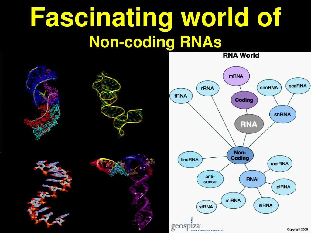 Рнк кодируется. Rna types. кодирующие и некодирующие рнк. длинная некодирующая рнк. non coding rna.