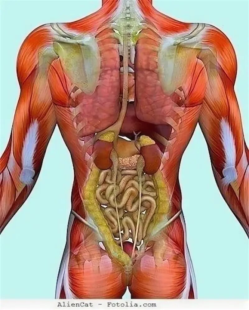 Органы в пояснице. Внутренние органы со спины. Органы человека со спины. Расположение органов со спины.