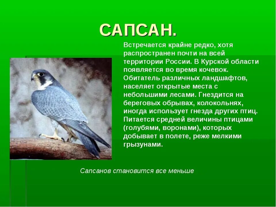 Сообщение о редких видах птиц. Птицы курской области занесенные в красную книгу. сапсан птица красная книга курской области. животные красной книги курской области. красная книга курской области птицы.