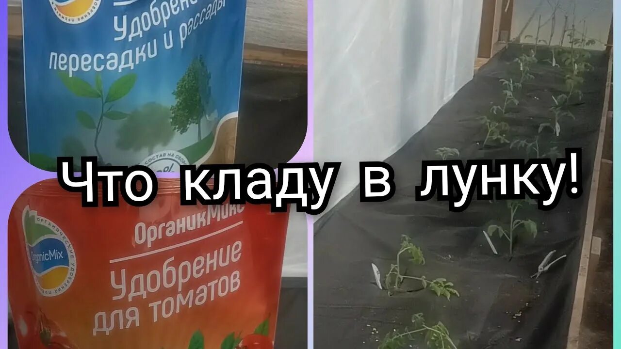 Что класть в лунки при посадке томатов. Удобрения для помидор при посадке в лунку. что класть в лунку при посадке томатов. что положить в лунку при пересадке томатов. удобрения в лунку при посадке томатов.
