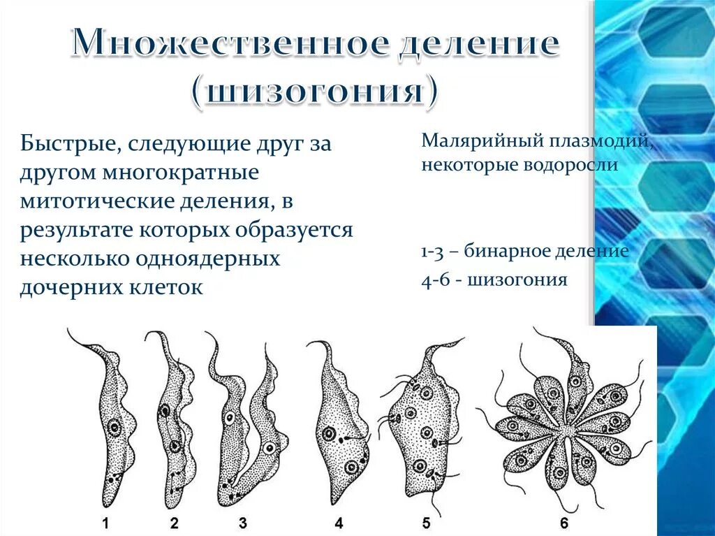 Простым делением клеток размножаются. Шизогония это бесполое размножение. Множественное деление клетки шизогония. Бесполое клеточное деление. Шизогония трипаносомы.