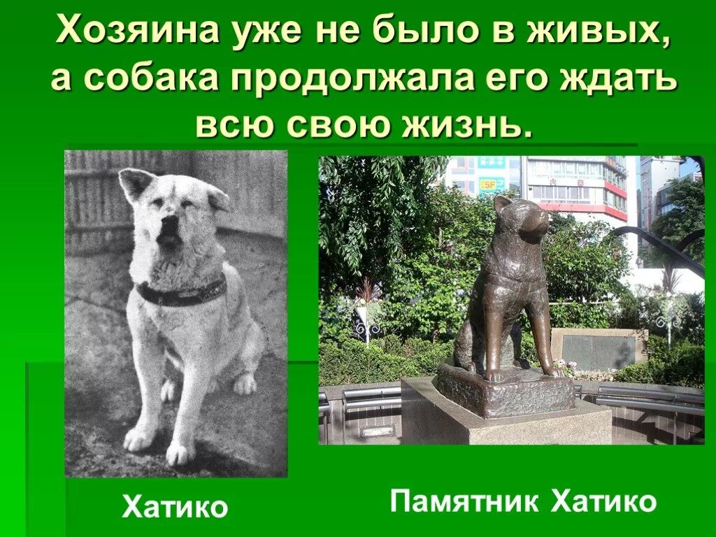 Сколько лет хатико ждал своего хозяина