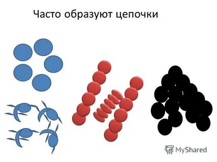 Бактерии просто устроенные микроскопические