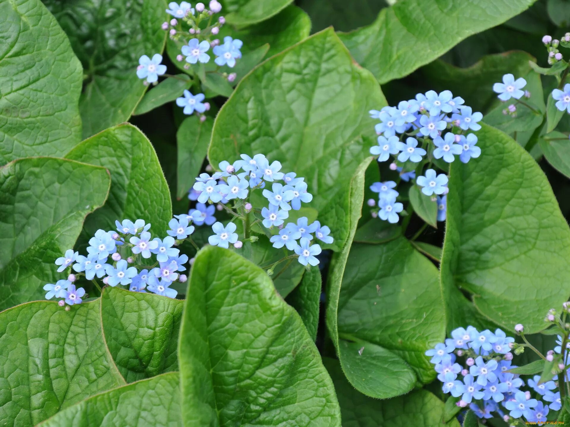 Незабудка большая. Бруннера Сибирская Brunnera sibirica. Незабудка Бруннера Сибирская цветок. Бруннера Сибирская – Brunnera sibirica Steven. Незабудка Бруннера многолетняя.