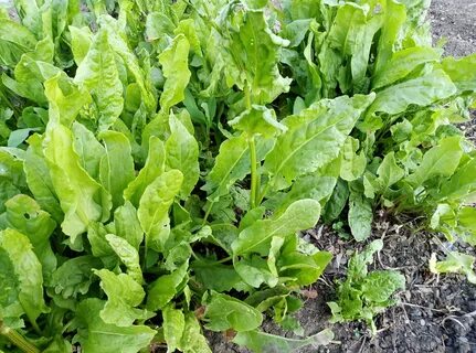 Кошки щавель