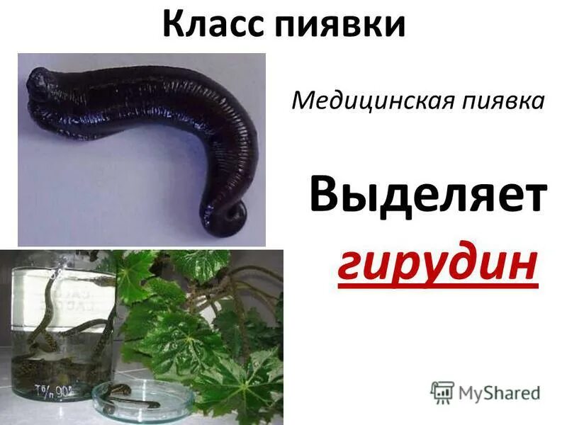 биология 7 класс пиявкигирудии. укус медицинской пиявки. ротовая полость пиявки. вещество выделяемое пиявкой при укусе. медицинская пиявка среда обитания.