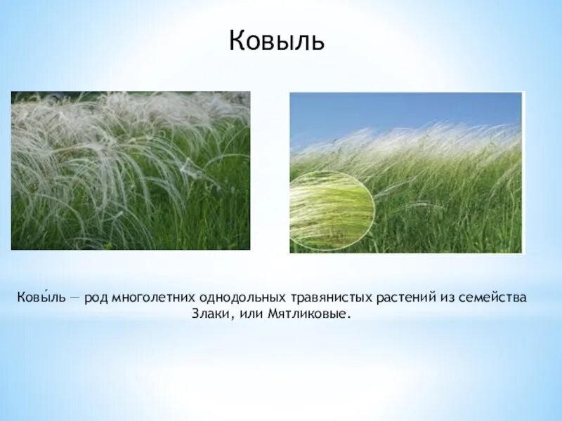 Травянистое однодольное