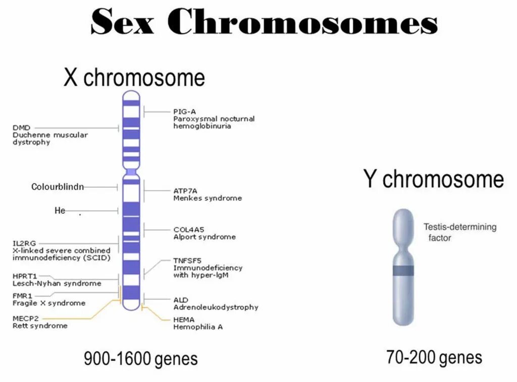 Вторая х хромосома. Хромосома. X-хромосома. XY хромосомы. Гены х хромосомы.