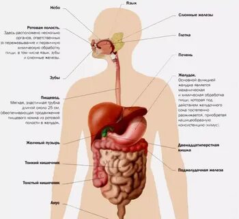 Екологія здоров'я: Вживання в їжу овочів у великій кількості може допо...