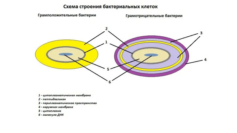 Чем различается строение. Чем различается строение