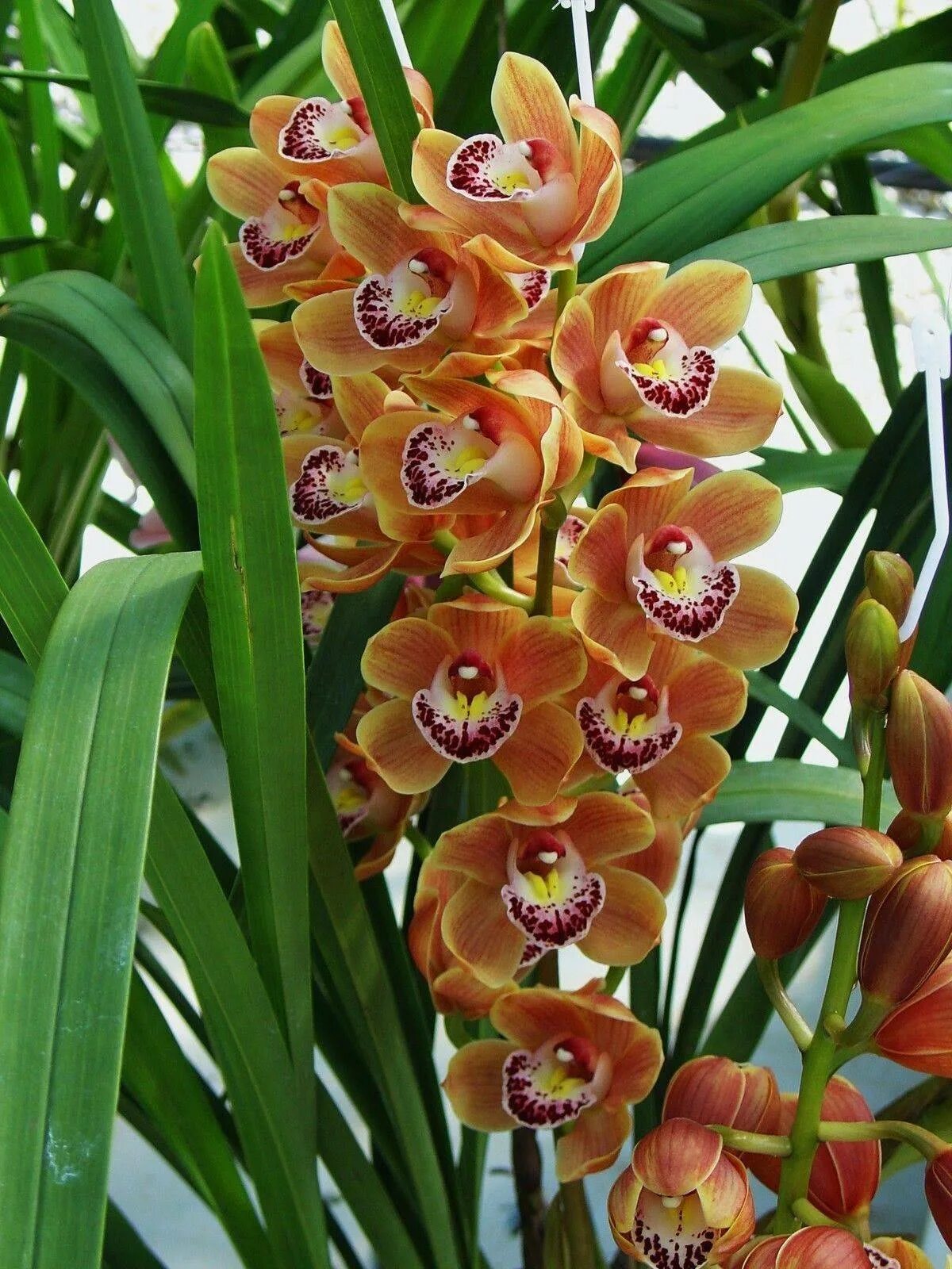 Орхидея Cymbidium. Цветок Цимбидиум. Королевский Цимбидиум. Дендробиум Цимбидиум.