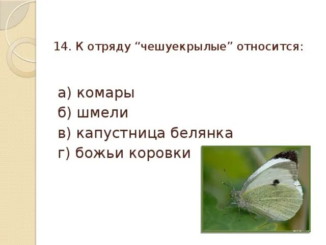 Установите последовательность капустная белянка. К отряду чешуекрылые относят. Отряды насекомых чешуекрылые. Отряд чешуекрылые представители. Отряд чешуекрылые примеры.