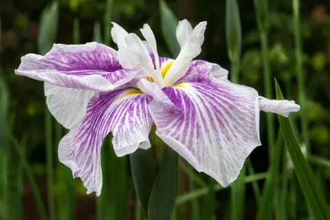 Shoby flowers