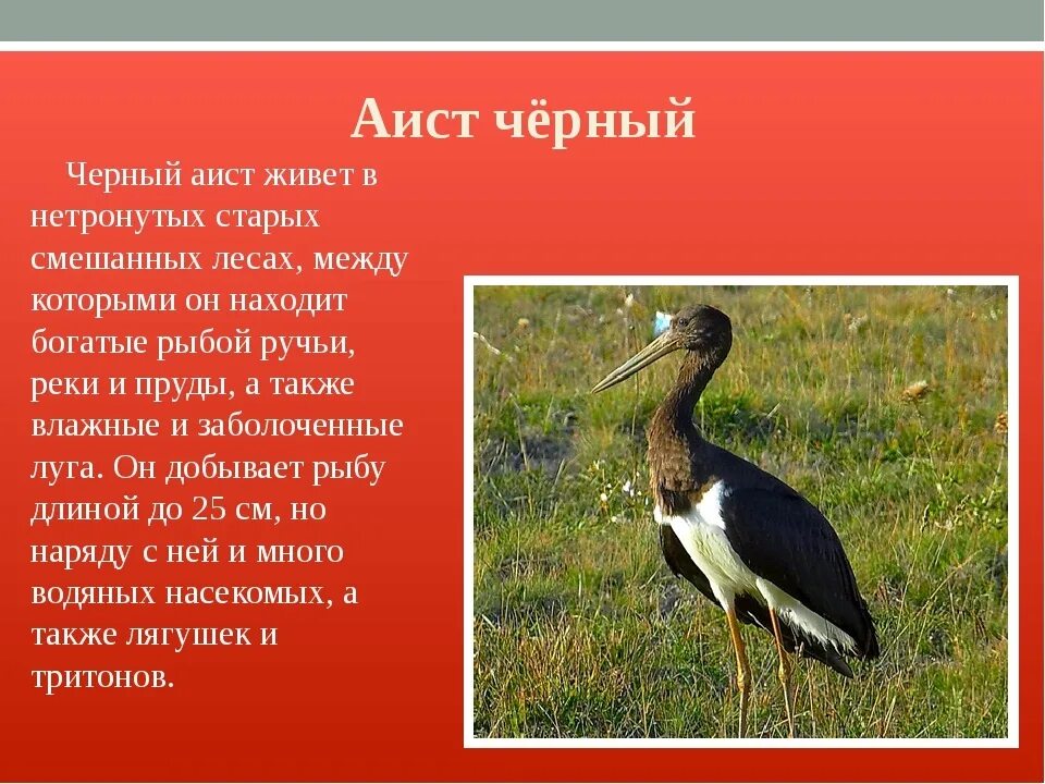 Название птиц занесенных в красную книгу
