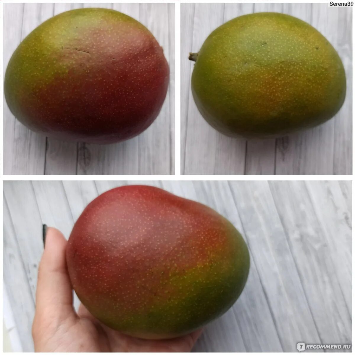 Какой фрукт не созревает в сочи манго. Манго сорт Альфонсо. Манго (сорт кат Чу). Манго созревший плод. Степень зрелости манго.