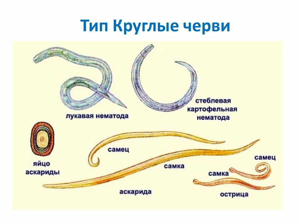 Чем наружные паразиты отличаются от. Тип круглые черви нематоды. Круглые черви паразиты представители.