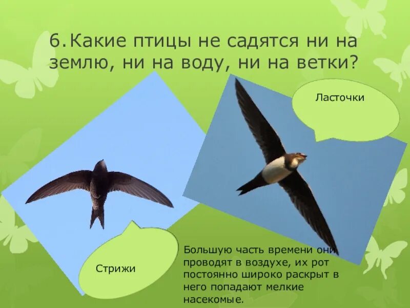 От чего стрижи стали беспокоиться почему. Птицы Стрижи и ласточки. Стрижи не садятся на землю. Стрижи птицы и ласточки сходство. Стриж и Ласточка.