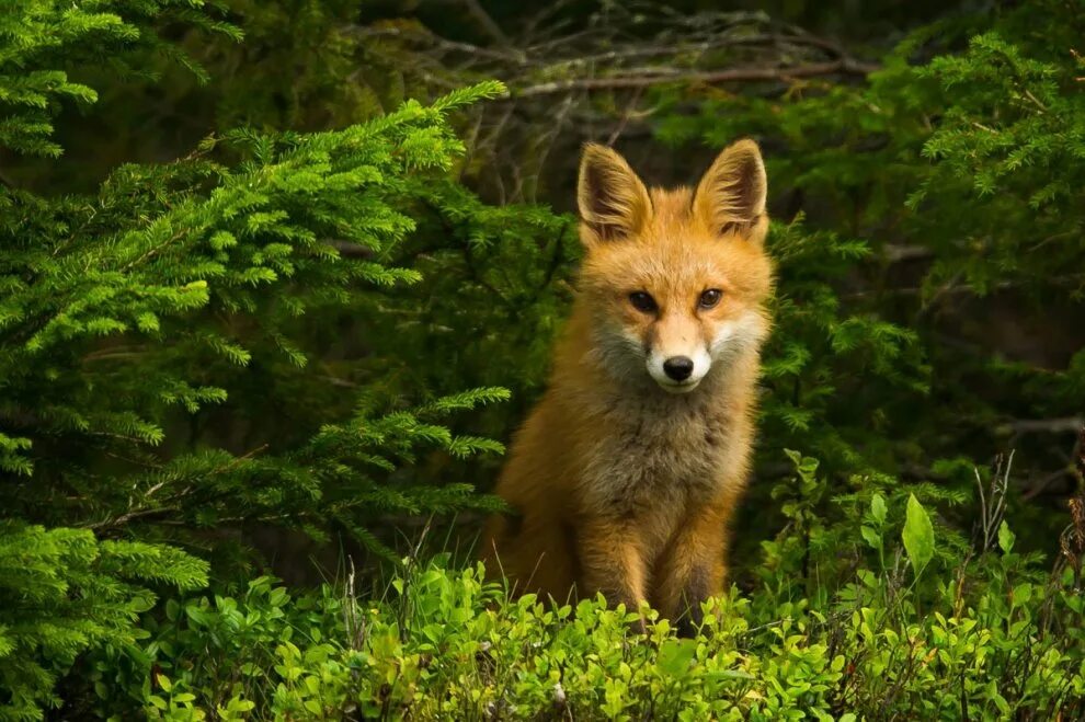 Лисица обыкновенная уральская. Фауна скандинавского полуострова. Фауна швеции. Колорадо маунтин лось. Животные леса россии.