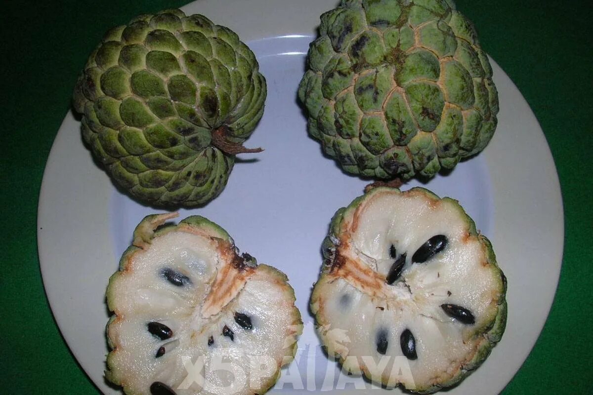 мангостан мангустин.