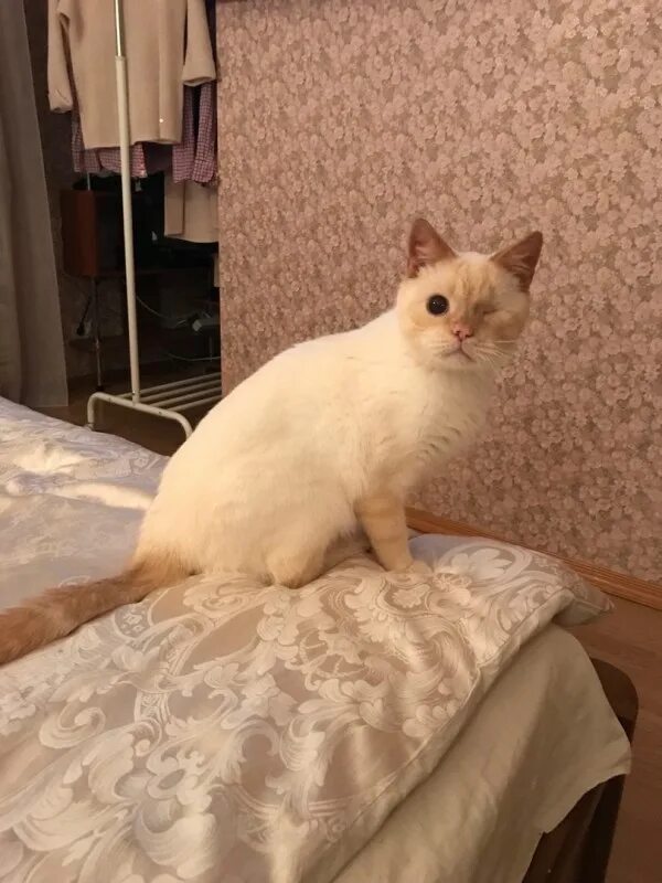Глухой котенок
