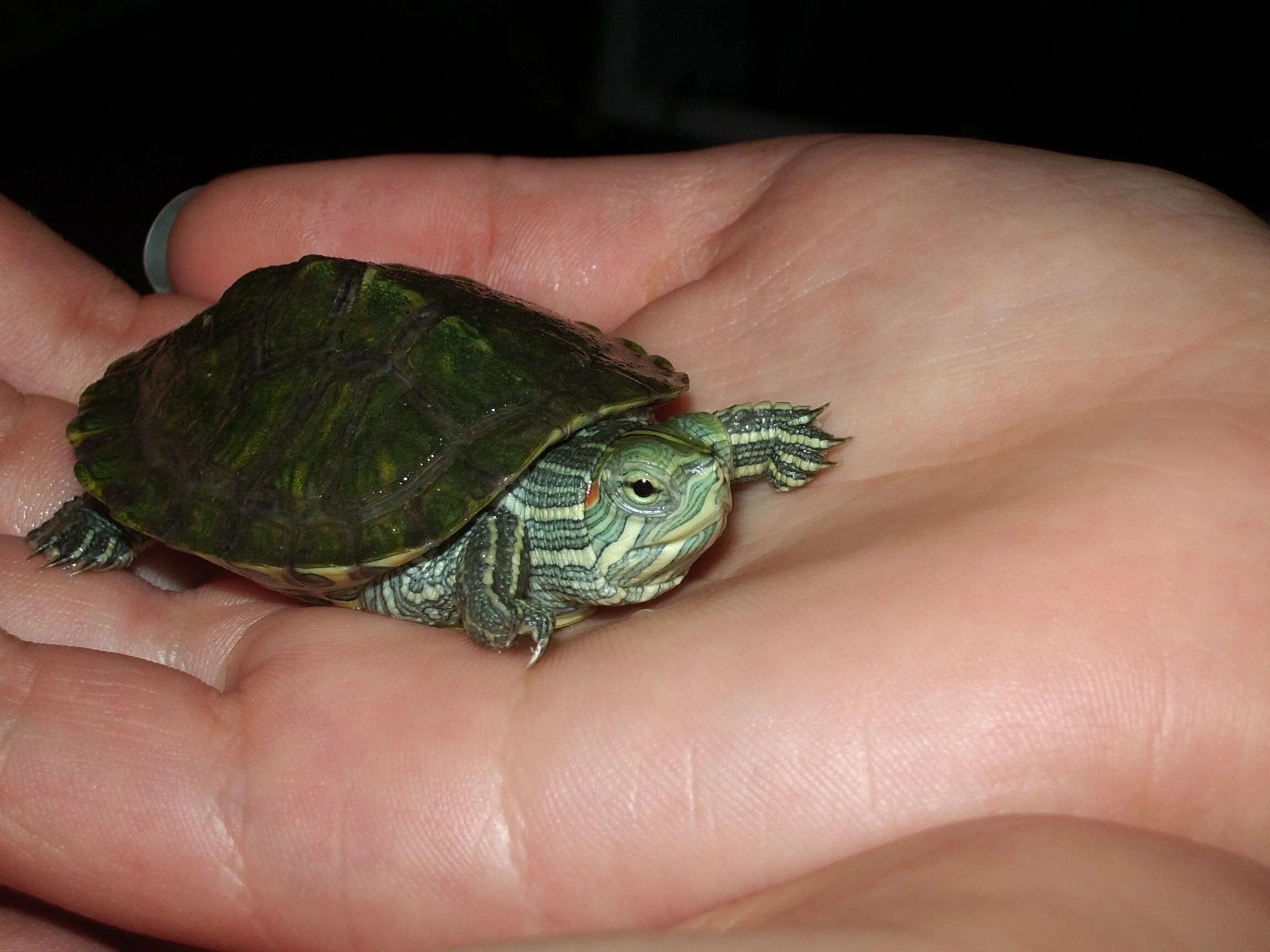 Карликовых черепах. Карликовая красноухая черепаха. Черепашка красноухая маленькая. Карликовых черепах. Карликовых черепах.