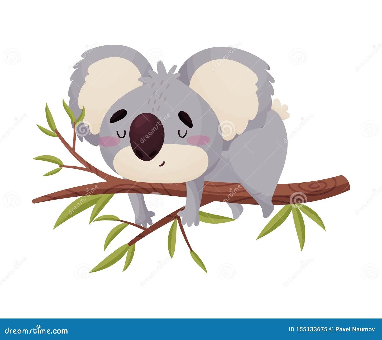 Что символизирует коала. Коала на белом фоне. коала мультяшная. коала на белом фоне мультяшные. нарисованная коала на белом фоне.