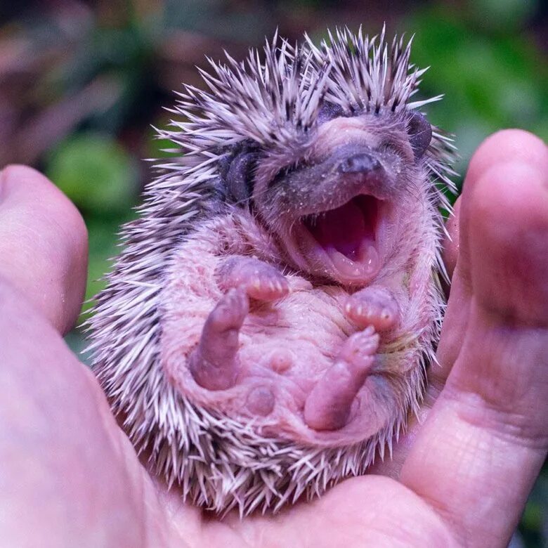 Ёжик африканский карликовый ежата. Ежик стоит. Африканский ёжик. Ежик (мини). Лохматый ежик.