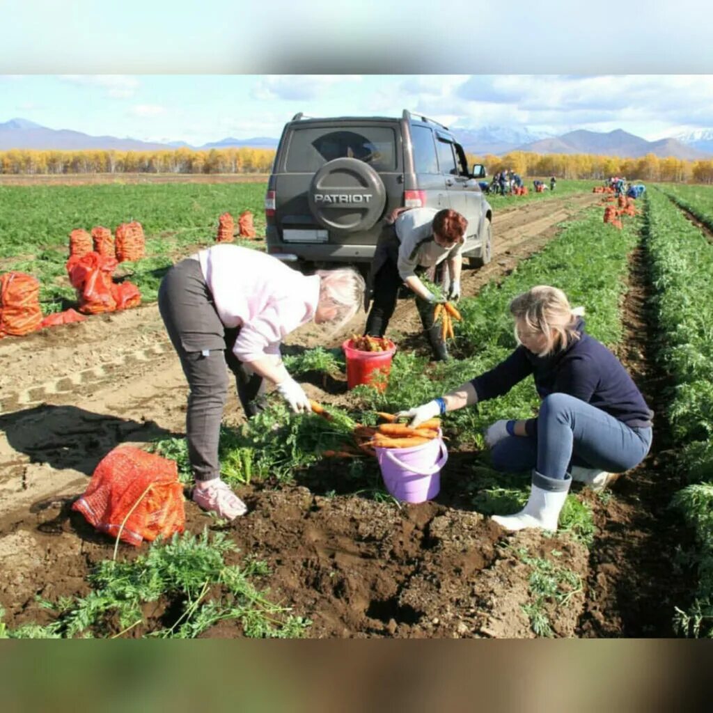 Работники сельского хозяйства. Труженики сельского хозяйства. С праздником сельского хозяйства. Праздник земледелия. Труженик собранный