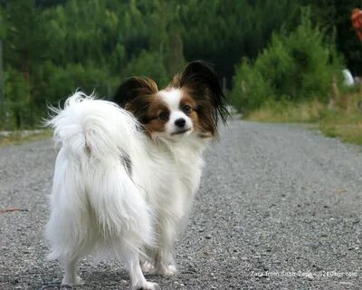 Papillon владикавказ