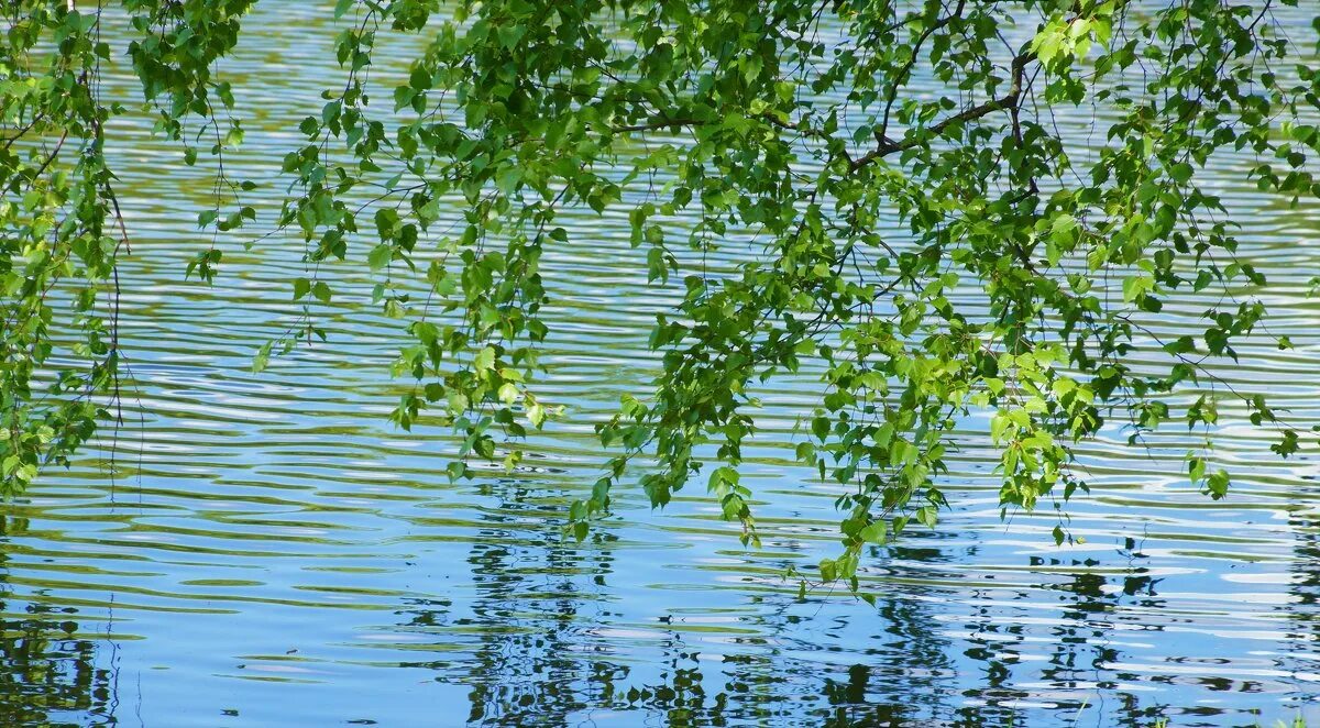 Березка 8 9. Березы у воды. Березы у реки. Березка над водой. Березка у воды.