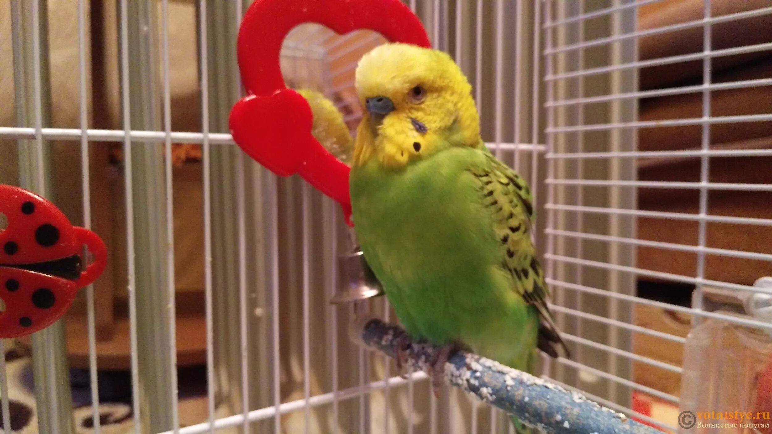 Воспаление зоба попугай. Зоб у попугая волнистого. Воспаление зоба попугай. Большой зоб у волнистого попугая. Болезнь зоба у волнистых попугаев.