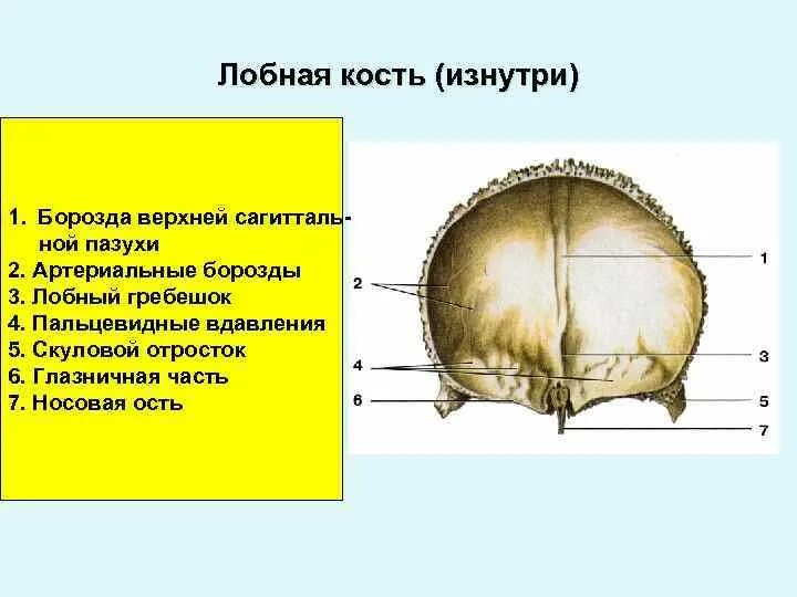 Лобная кость основные части. Строение лобной доли черепа. Строение лобной кости анатомия. Лобная кость анатомия строение на черепе.