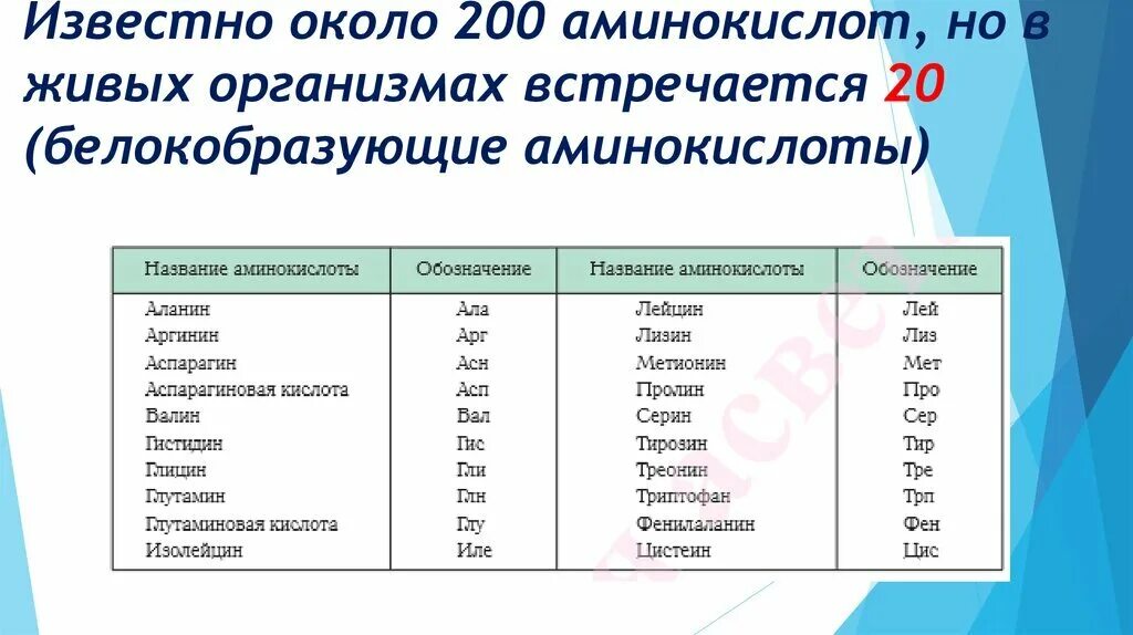 Количество белковых аминокислот. Сколько типов аминокислот. Количество видов аминокислот. 20 Аминокислот входящих в состав. Аминокислоты в живых организмах.