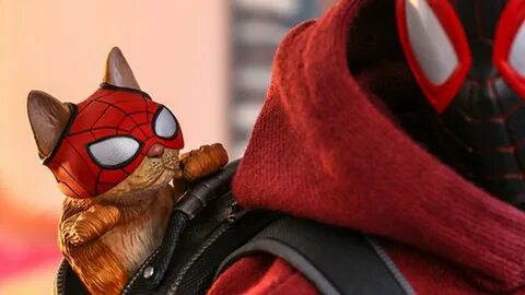 Spider man cat